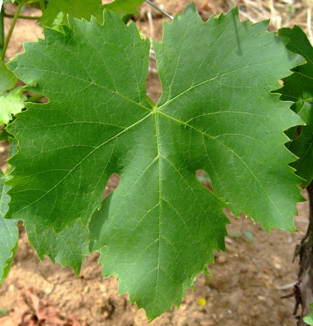 Foto 6